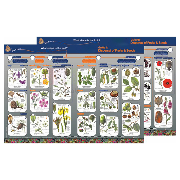 Key to Identifying Dispersal of Fruits & Seeds